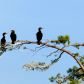 Cormorants Food Watch