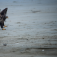 A young bald eagle on the beach 