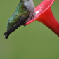 Female hummingbird