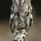 Grey Screech Owl