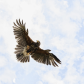 Harris Hawk In Flight