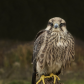 Lanner Falcon 