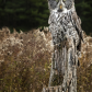 Great Grey Owl