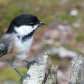 Chickadee