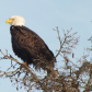 Eagle Perched on a tree