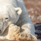 Polar Bear - Keeping an Eye on things 