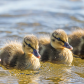 Baby Ducks