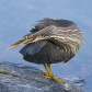 Bird yoga