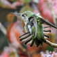 Arobics - Hummingbird style