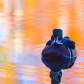 Wood duck with fall color reflection