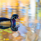 Wood duck