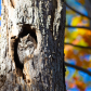 Eastern screech owl