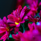 Dew drops on flowers