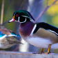 Wood duck