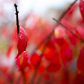 Rain drops on red leaves