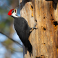 Pileated woodpecker