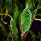 Frost on leaf