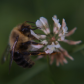 Bee on a Flower.