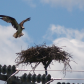 The Eagle is landing.