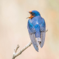 Barn Swallow with something to say