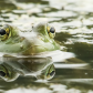 Bull Frog staring contest