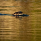 River Otter Swimming 1
