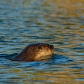 River Otter Swimming 2