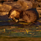 River Otter With Burbot 3