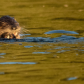 River Otter With Burbot 9