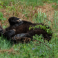 Sow Grizzly Bear Rolling 1