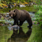 Sow Grizzly Crossing Creek 1