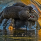 Young River Otters Playing 1