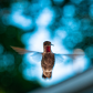 Ruby-Throated Hummingbird