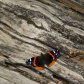 Red admiral butterfly