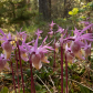 Calypso Orchids 1