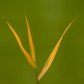 Fall Grass 1