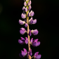 Wild Lupine 1