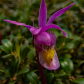 Calypso Orchid 1