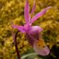 Calypso Orchid 3