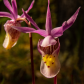 Calypso Orchids 2