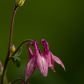 Western Columbine Wildflower 1