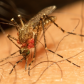 Even our pests have their own pests