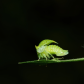 Brand new Buffalo treehopper