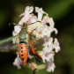 Squash vine borer moth