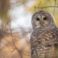 Barred Owl