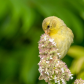 American Goldfinch