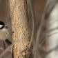Black-capped chickadee