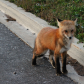 PEI Foxes