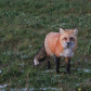 PEI Foxes