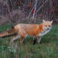PEI Foxes